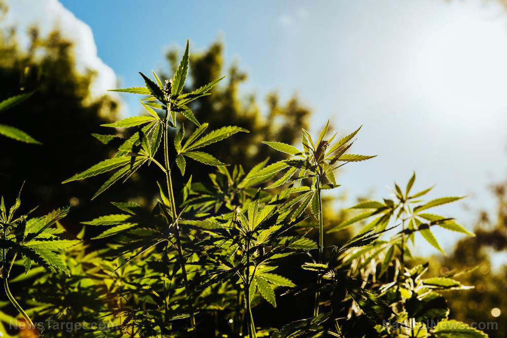 Hemp-Plant-Field-Leaf-Cannabis-Criminal-Health.jpg