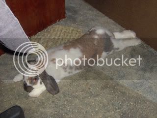 bunny1003.jpg