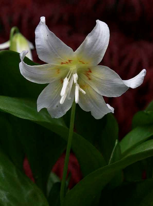 ErythroniumCalifornicumWB.jpg