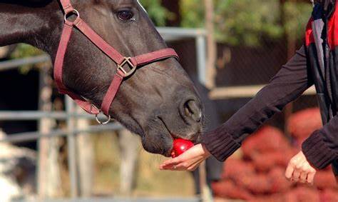 Can Horses Eat Apples? What You Need to Know!