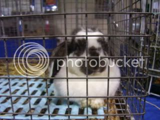 Bunnypictures-Leanne064.jpg