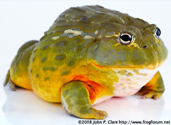 front-on-Giant-African-Bullfrog-Male-Pyxicephalus-adspersus-pyxie-pixie-pyxi-pixi-frog-toad-edulis.jpg