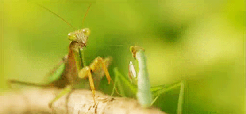 07-Because-of-this-praying-mantis-who-showed-no-mercy.gif