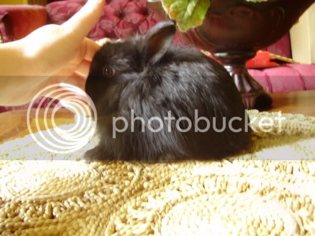 bunniesflowers5.jpg
