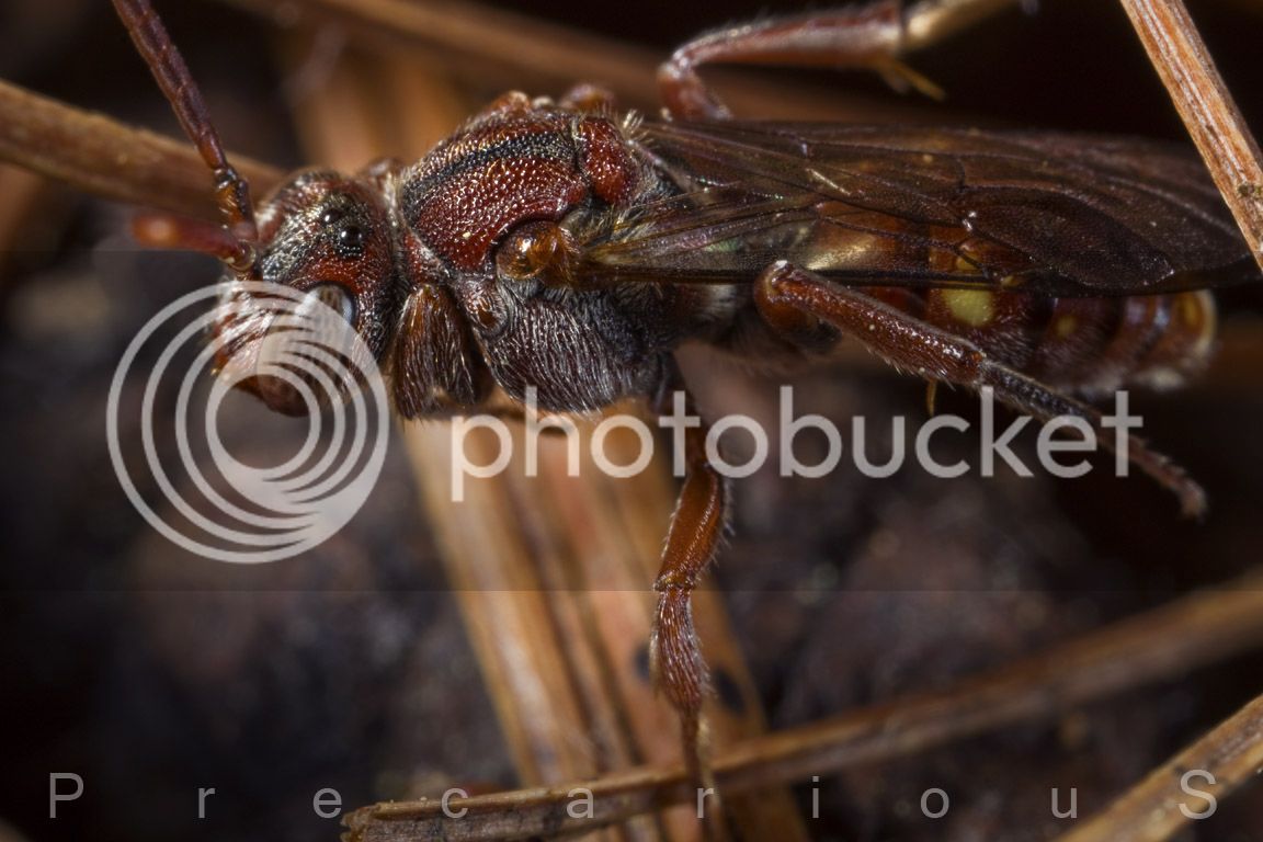 Wasp_9969-sm.jpg