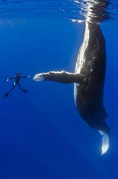 diver-whale-high-five.jpg