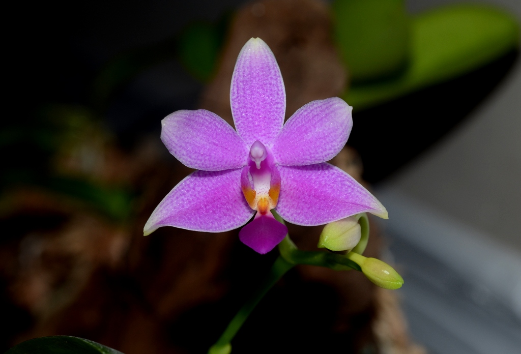 phal_equalacea_coerulea_5.jpg