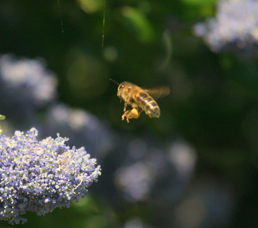 Honey%20bee%20060_zpsjzyllljl.jpg