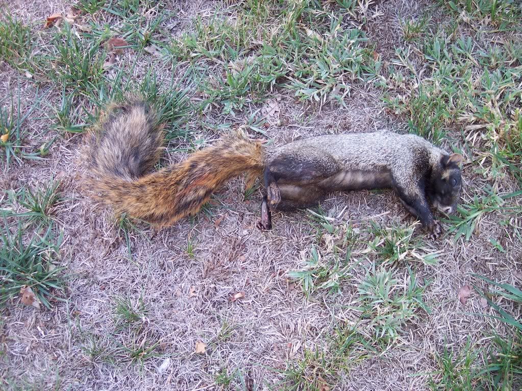 BlackFoxSquirrel002.jpg