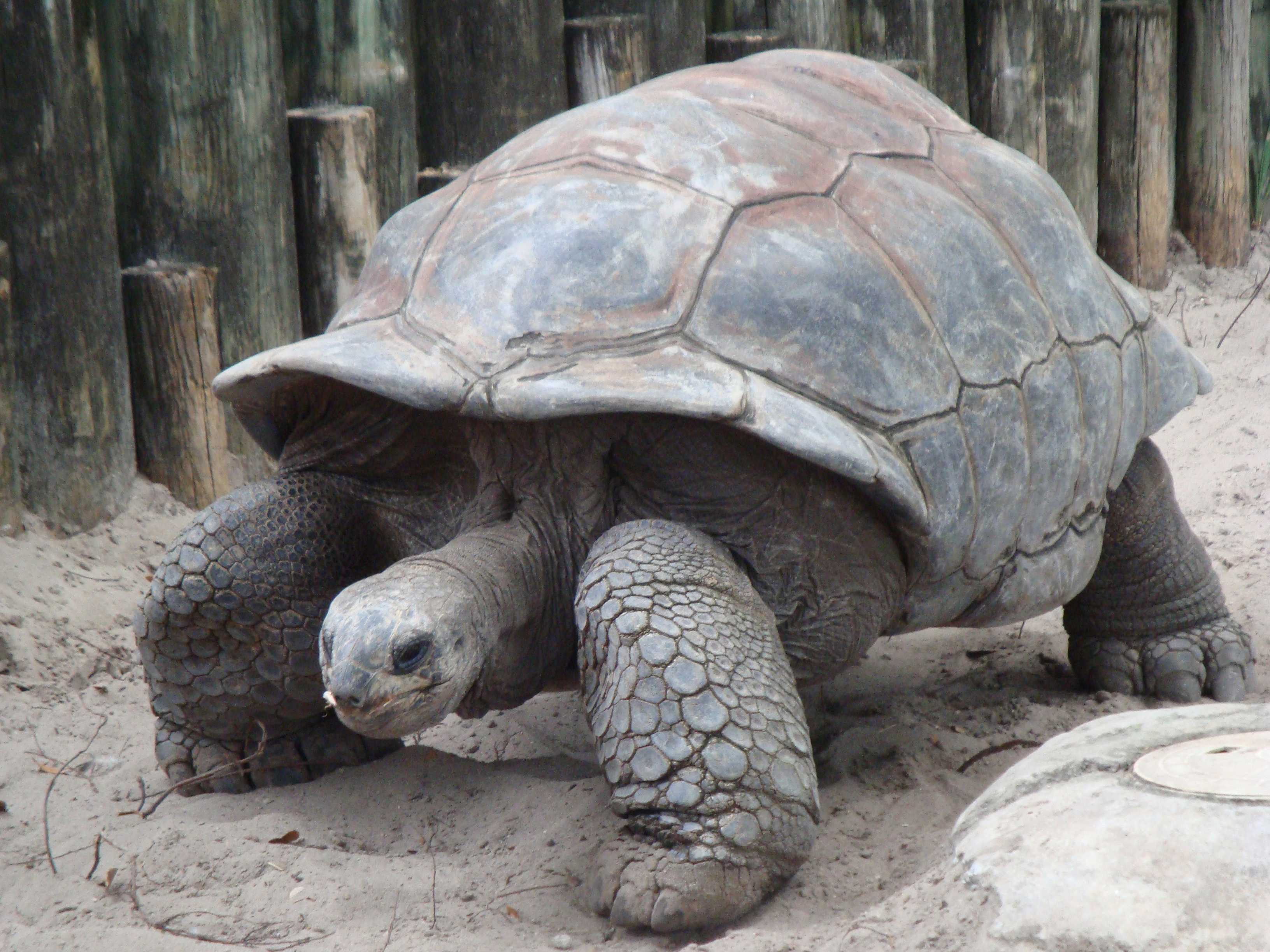 A._gigantea_Aldabra_Giant_Tortoise.jpg