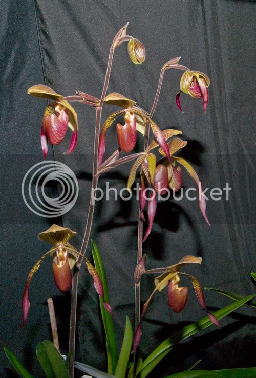 Multipaph2_500_zps7508c8d7.jpg