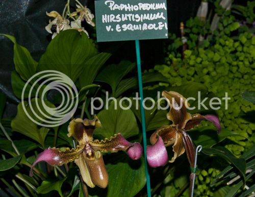 Paph_esquirolei_500_zps7f9f9b5e.jpg