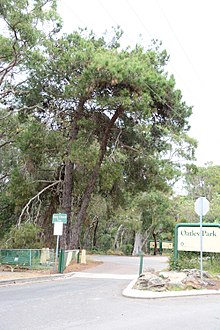 220px-Lone_Pine_tree_at_entrance_to_Oatley_Park.JPG