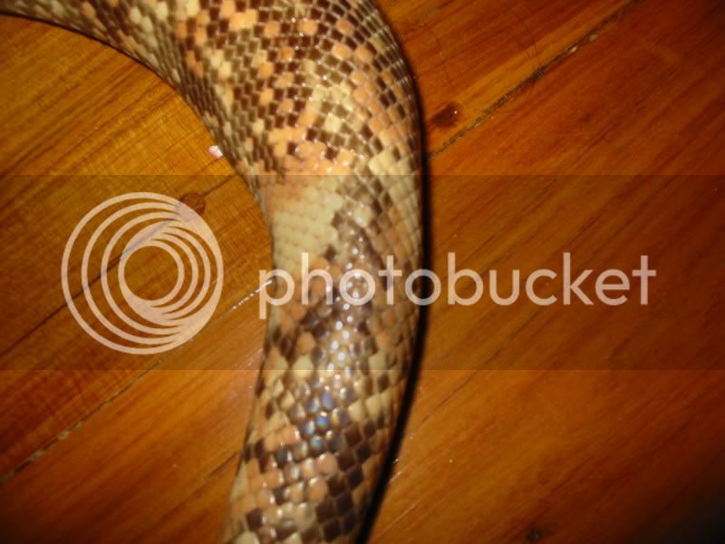 Snakes410.jpg
