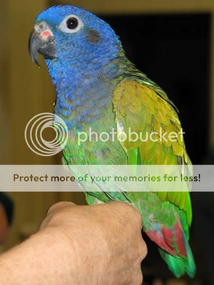 Blue-headPionus-birdclub10-28-03SMA.jpg