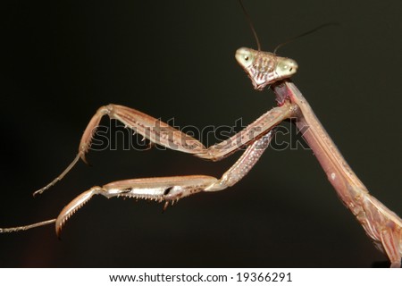 stock-photo-a-chinese-mantis-tenodera-aridifolia-sinensis-with-it-s-arms-outstretched-into-the-left-of-the-19366291.jpg