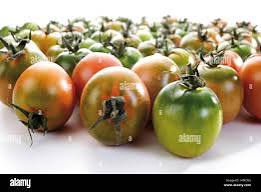 Sardinian tomatoes hi-res stock photography and images - Alamy