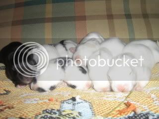 BUNNIES1WEEK015.jpg