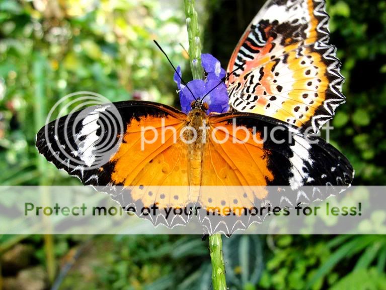 butterfly8.jpg