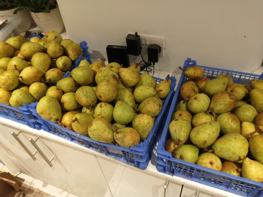 pears-01.jpg