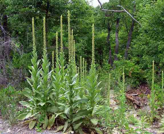 Mullein_SignalKnob_060729.jpg