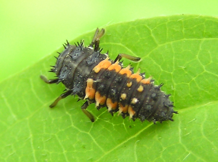 Larva.jpg