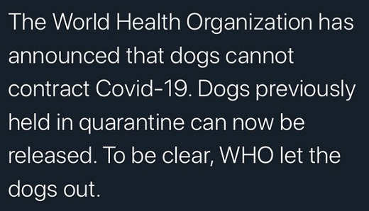 world-health-organization-dogs-cant-contract-covid-19-who-let-the-dogs-out.jpg