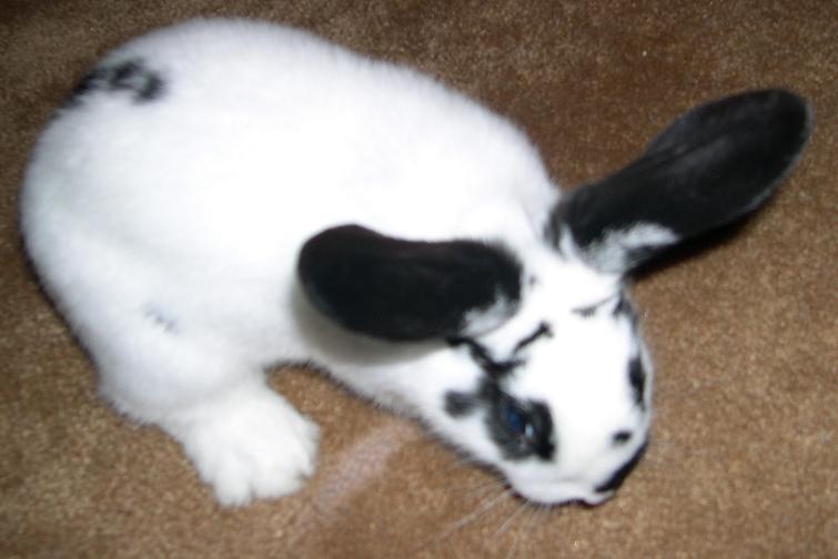 bunnies2%20012.jpg