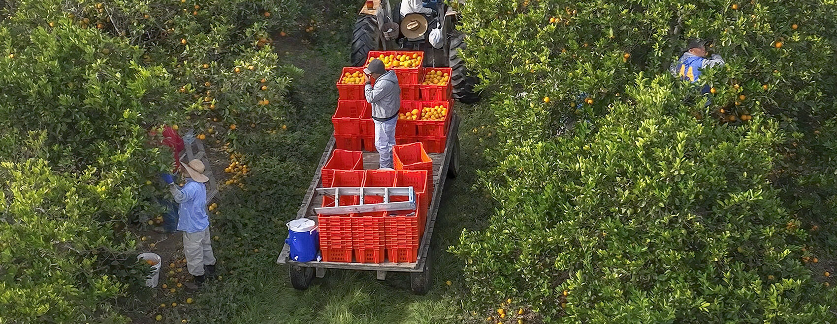 Plaquemines_Orangec_Becnel_Farm_Picking_Crew_Drone_08_1700X1130-1700x660.jpg