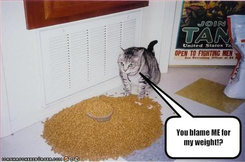 funny-pictures-you-blame-your-cat-f.jpg