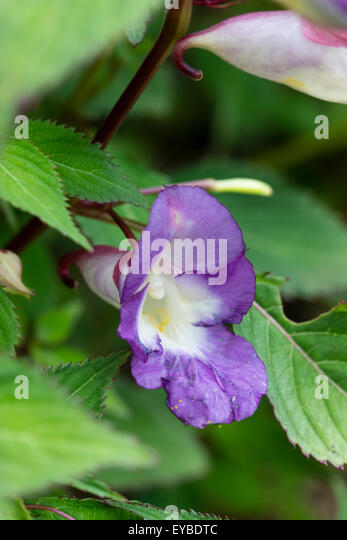 two-toned-blue-and-mauve-selection-of-the-hardy-himalayan-balsam-impatiens-eybdtc.jpg