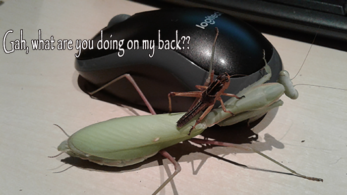 grasshopper_on_back.png