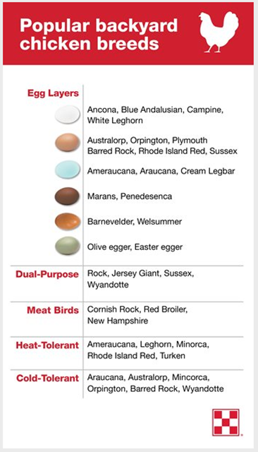 Popular-backyard-chicken-breeds.png