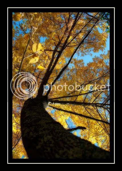 115_up_tree_yellow_soft.jpg