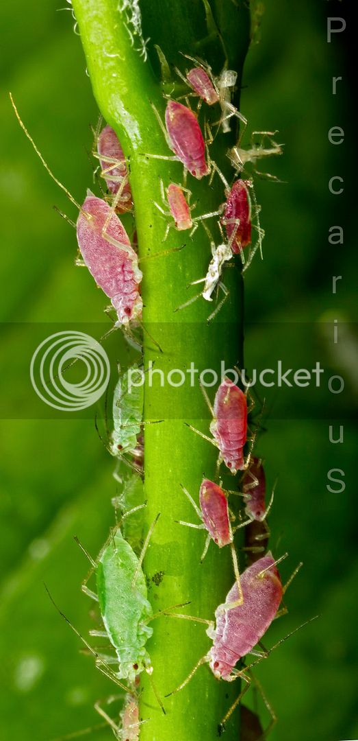 Aphids_1862-sm.jpg