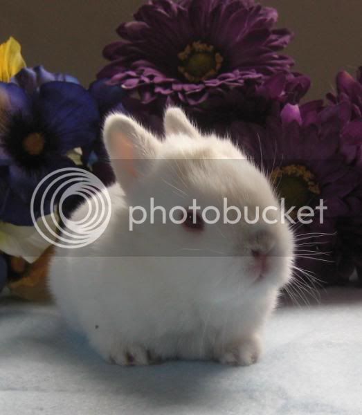 whitebun2.jpg