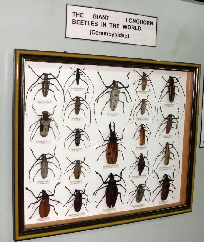 longhornbeetledisplay.jpg