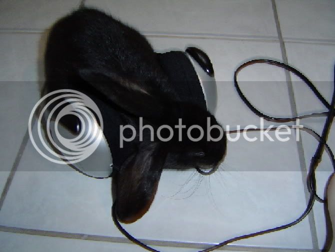 Rabbit1.jpg
