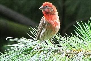 2004-07-25_220834_house_finch_on_pi.jpg