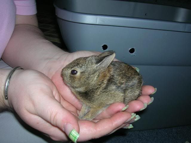 bunnies005.jpg