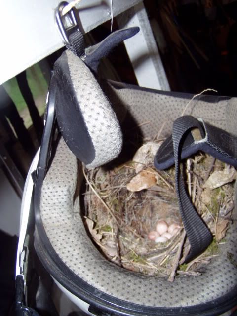 06-28-06BirdNest003.jpg