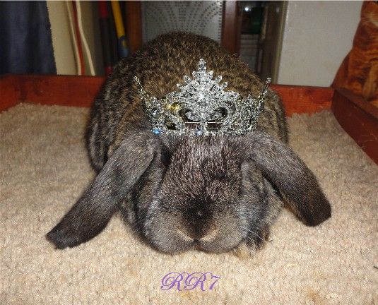 TheRoyalRabbitsPrincessRR7face_zps53d973e6.jpg