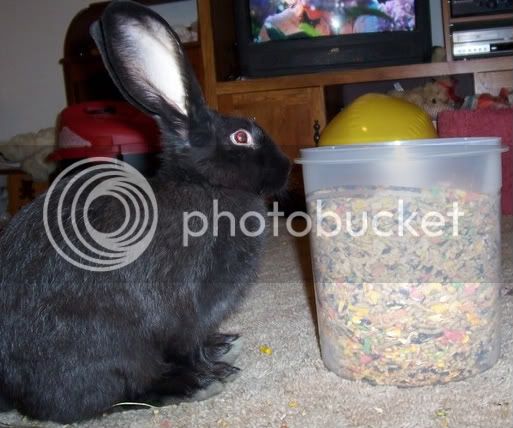 bunnies074.jpg