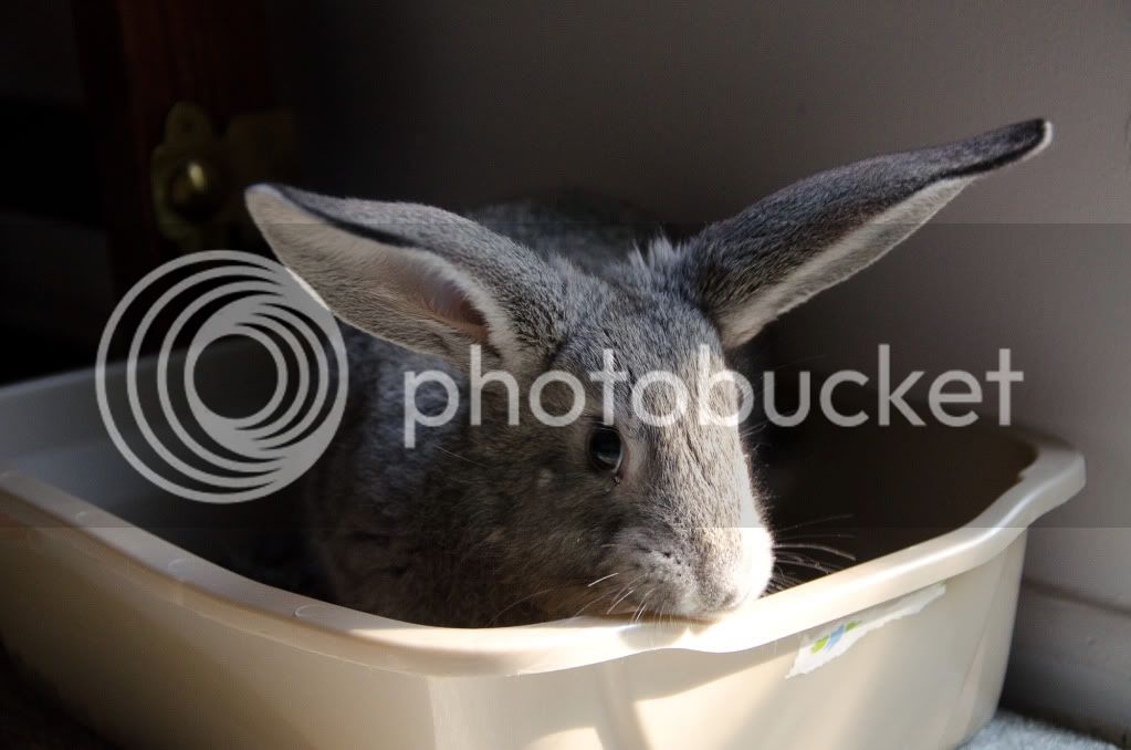 Bunny-4.jpg