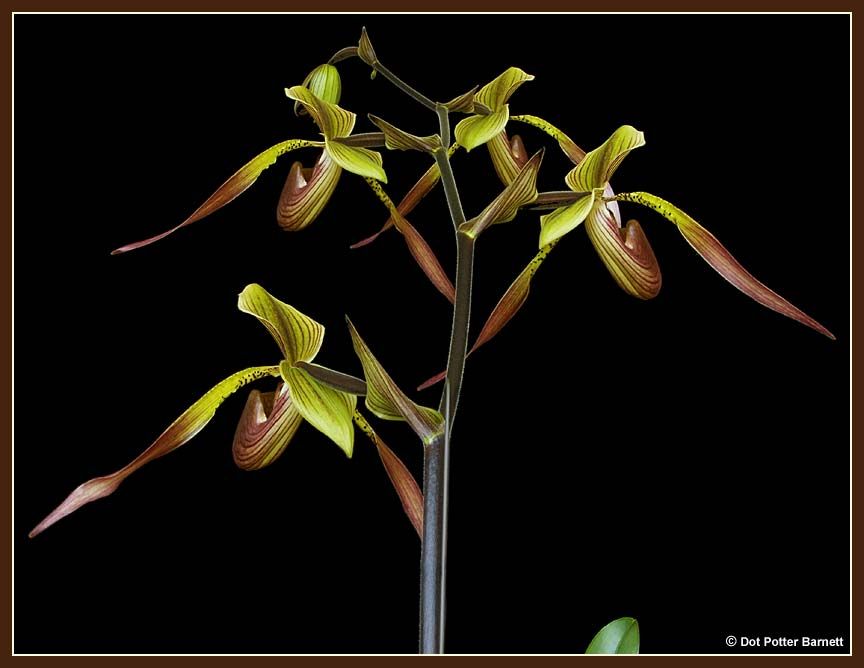 Paph_Julius-back.jpg