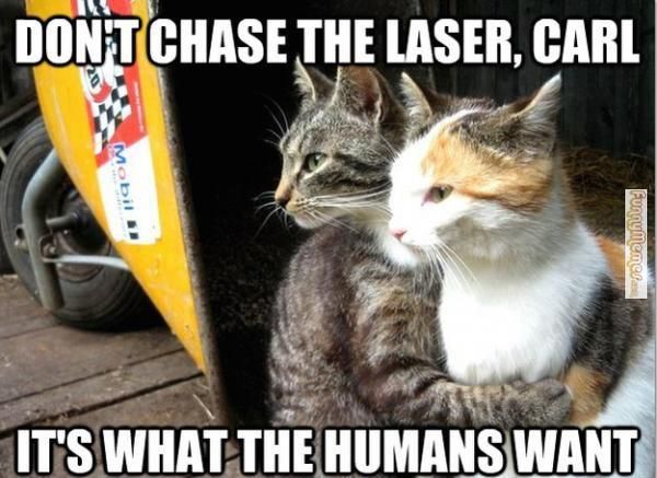 cat-memes-dont-chase-the-laser_zpsa20875e0.jpg