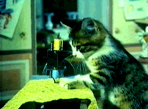 CatSewing.gif