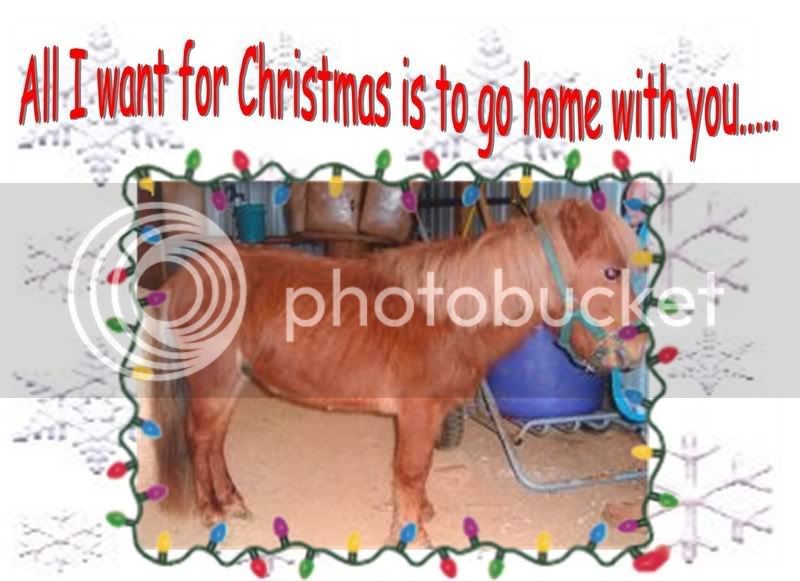 xmashorse2.jpg