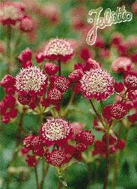 AstrantiaRubycloudJelitto.jpg