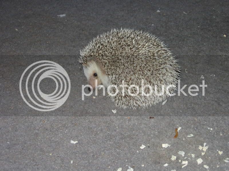 hedghog004.jpg